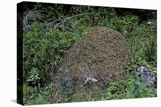 Formica Rufa (Red Wood Ant) - Dome-Shaped Nest-Paul Starosta-Stretched Canvas