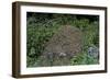 Formica Rufa (Red Wood Ant) - Dome-Shaped Nest-Paul Starosta-Framed Photographic Print