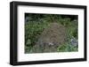 Formica Rufa (Red Wood Ant) - Dome-Shaped Nest-Paul Starosta-Framed Photographic Print