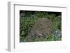 Formica Rufa (Red Wood Ant) - Dome-Shaped Nest-Paul Starosta-Framed Photographic Print