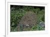 Formica Rufa (Red Wood Ant) - Dome-Shaped Nest-Paul Starosta-Framed Photographic Print