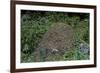 Formica Rufa (Red Wood Ant) - Dome-Shaped Nest-Paul Starosta-Framed Photographic Print