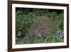 Formica Rufa (Red Wood Ant) - Dome-Shaped Nest-Paul Starosta-Framed Photographic Print