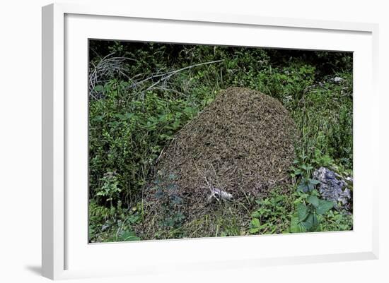 Formica Rufa (Red Wood Ant) - Dome-Shaped Nest-Paul Starosta-Framed Photographic Print