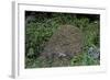 Formica Rufa (Red Wood Ant) - Dome-Shaped Nest-Paul Starosta-Framed Photographic Print