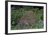 Formica Rufa (Red Wood Ant) - Dome-Shaped Nest-Paul Starosta-Framed Photographic Print