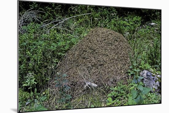 Formica Rufa (Red Wood Ant) - Dome-Shaped Nest-Paul Starosta-Mounted Photographic Print