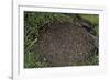 Formica Rufa (Red Wood Ant) - Dome-Shaped Nest-Paul Starosta-Framed Photographic Print