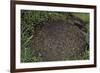 Formica Rufa (Red Wood Ant) - Dome-Shaped Nest-Paul Starosta-Framed Photographic Print