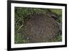 Formica Rufa (Red Wood Ant) - Dome-Shaped Nest-Paul Starosta-Framed Photographic Print