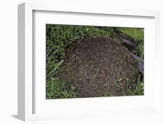 Formica Rufa (Red Wood Ant) - Dome-Shaped Nest-Paul Starosta-Framed Photographic Print