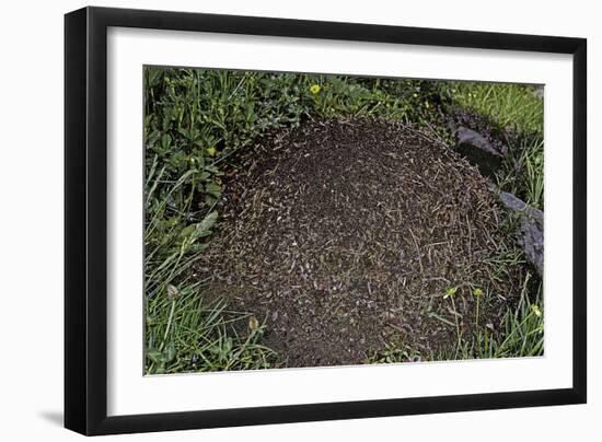 Formica Rufa (Red Wood Ant) - Dome-Shaped Nest-Paul Starosta-Framed Photographic Print