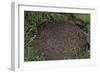 Formica Rufa (Red Wood Ant) - Dome-Shaped Nest-Paul Starosta-Framed Photographic Print