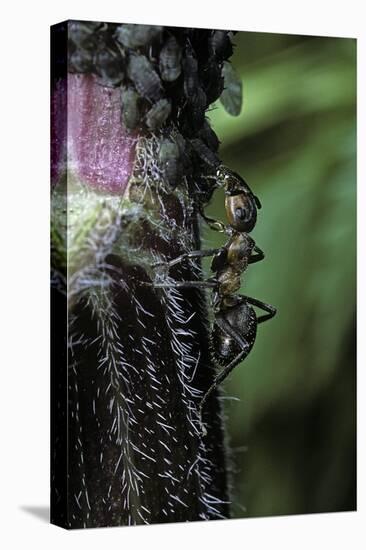 Formica Rufa (Red Wood Ant) - with Aphids-Paul Starosta-Stretched Canvas