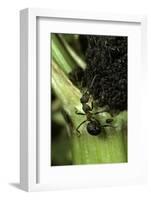 Formica Rufa (Red Wood Ant) - with Aphids-Paul Starosta-Framed Photographic Print