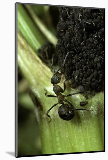 Formica Rufa (Red Wood Ant) - with Aphids-Paul Starosta-Mounted Photographic Print