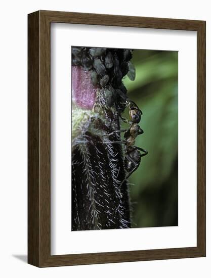 Formica Rufa (Red Wood Ant) - with Aphids-Paul Starosta-Framed Photographic Print