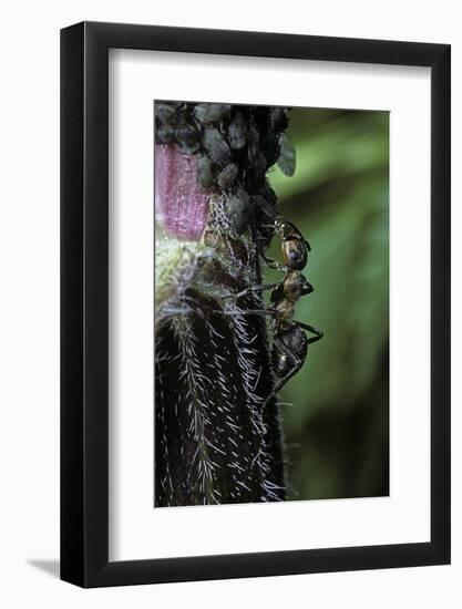 Formica Rufa (Red Wood Ant) - with Aphids-Paul Starosta-Framed Photographic Print