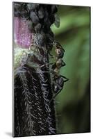 Formica Rufa (Red Wood Ant) - with Aphids-Paul Starosta-Mounted Photographic Print