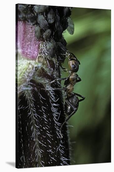 Formica Rufa (Red Wood Ant) - with Aphids-Paul Starosta-Stretched Canvas