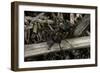 Formica Rufa (Red Wood Ant)-Paul Starosta-Framed Photographic Print