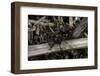 Formica Rufa (Red Wood Ant)-Paul Starosta-Framed Photographic Print