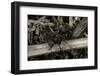 Formica Rufa (Red Wood Ant)-Paul Starosta-Framed Photographic Print