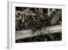 Formica Rufa (Red Wood Ant)-Paul Starosta-Framed Photographic Print