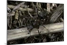 Formica Rufa (Red Wood Ant)-Paul Starosta-Mounted Photographic Print