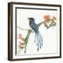 Formosan Blue Magpie-Chris Paschke-Framed Art Print