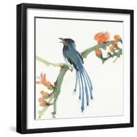 Formosan Blue Magpie-Chris Paschke-Framed Art Print