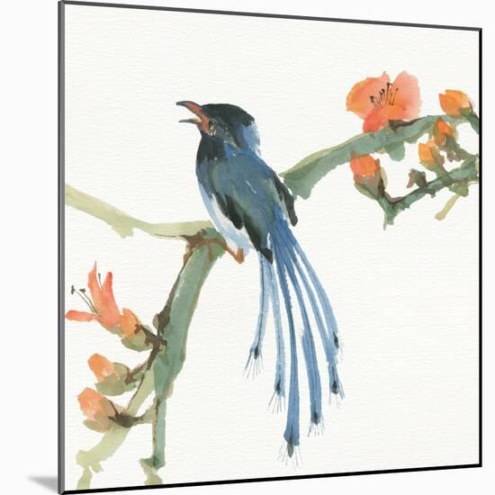 Formosan Blue Magpie-Chris Paschke-Mounted Art Print