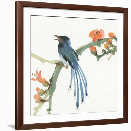 Formosan Blue Magpie-Chris Paschke-Framed Art Print