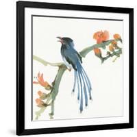 Formosan Blue Magpie-Chris Paschke-Framed Art Print