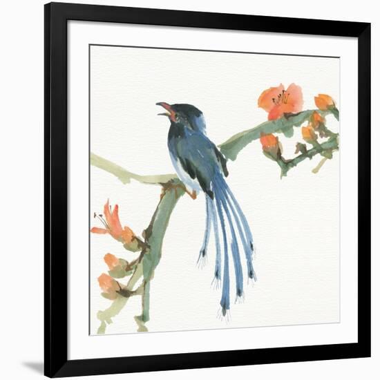 Formosan Blue Magpie-Chris Paschke-Framed Art Print