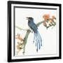 Formosan Blue Magpie-Chris Paschke-Framed Art Print