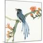 Formosan Blue Magpie-Chris Paschke-Mounted Art Print