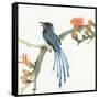 Formosan Blue Magpie-Chris Paschke-Framed Stretched Canvas