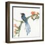 Formosan Blue Magpie-Chris Paschke-Framed Art Print