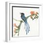 Formosan Blue Magpie-Chris Paschke-Framed Art Print