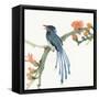 Formosan Blue Magpie-Chris Paschke-Framed Stretched Canvas