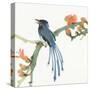 Formosan Blue Magpie-Chris Paschke-Stretched Canvas