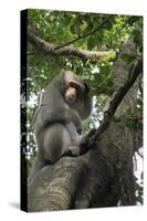 Formosan Macaque (Taiwan Macaque) (Macaca Cyclopis) Scratching its Head-Nick Upton-Stretched Canvas