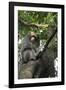 Formosan Macaque (Taiwan Macaque) (Macaca Cyclopis) Scratching its Head-Nick Upton-Framed Photographic Print