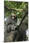 Formosan Macaque (Taiwan Macaque) (Macaca Cyclopis) Scratching its Head-Nick Upton-Mounted Photographic Print