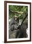 Formosan Macaque (Taiwan Macaque) (Macaca Cyclopis) Scratching its Head-Nick Upton-Framed Photographic Print