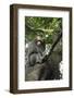 Formosan Macaque (Taiwan Macaque) (Macaca Cyclopis) Scratching its Head-Nick Upton-Framed Photographic Print