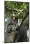 Formosan Macaque (Taiwan Macaque) (Macaca Cyclopis) Scratching its Head-Nick Upton-Mounted Photographic Print