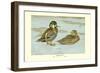 Formosan Teal-Louis Agassiz Fuertes-Framed Art Print