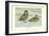 Formosan Teal-Louis Agassiz Fuertes-Framed Art Print